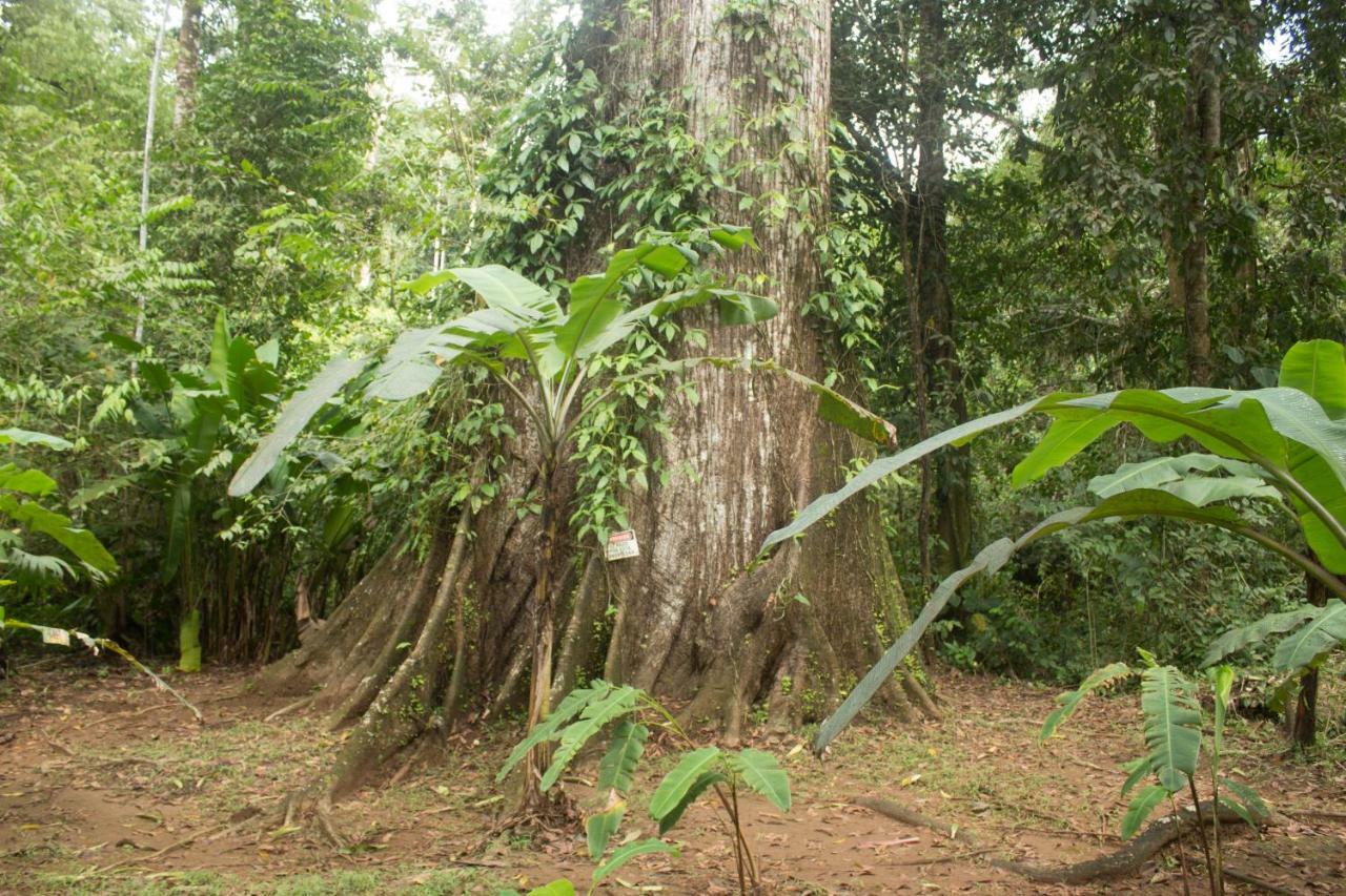 Rio Agujitas Eco Farm Hostel And Tours Драке Экстерьер фото